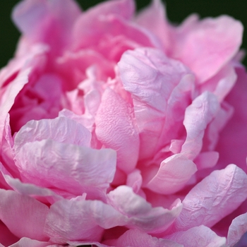 Paeonia lactiflora 'Vivid Rose'