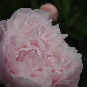 Paeonia 'Zenith'