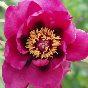 Paeonia suffruticosa 'Chinese Dragon'