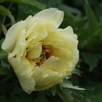 Paeonia suffruticosa 'High Noon'