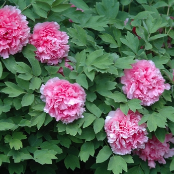 Paeonia suffruticosa 'Ying Luo Bao Zhu' 