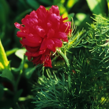 Paeonia tenuifolia 'Rubra Flora Plena' 