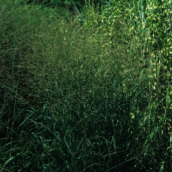 Panicum virgatum 