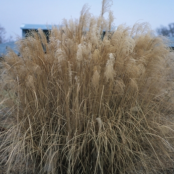 Panicum virgatum 'Squaw' 