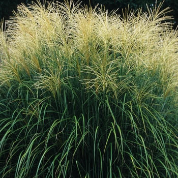 Panicum virgatum 'Strictum'