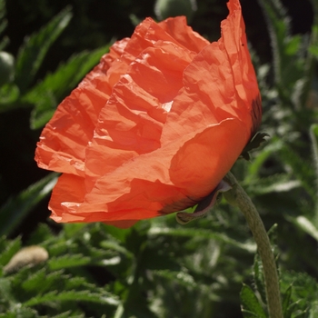 Papaver orientale 'Pizzicato'