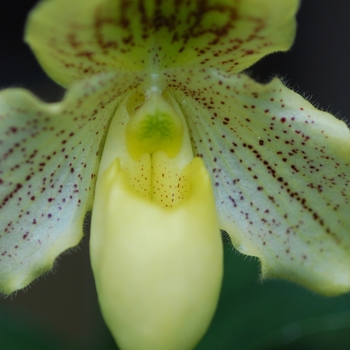 Paphiopedilum Heeder Fladder g. 