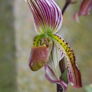 Paphiopedilum Herbert Fouraker g. 