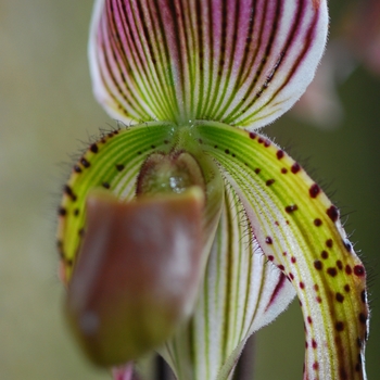 Paphiopedilum Herbert Fouraker g. '' (034739)