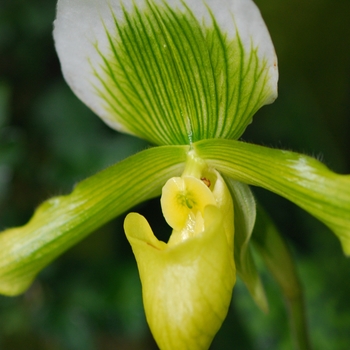 Paphiopedilum Rosetti g. 