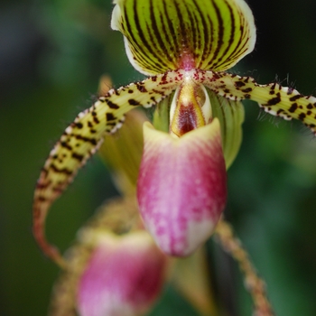 Paphiopedilum Transvaal g. 