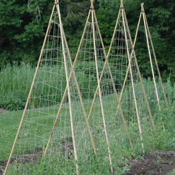 Pisum sativum '' (034763)