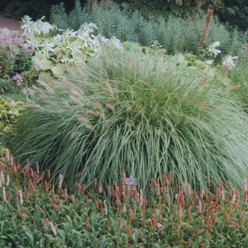 Pennisetum alopecuroides 'Weserbergland'