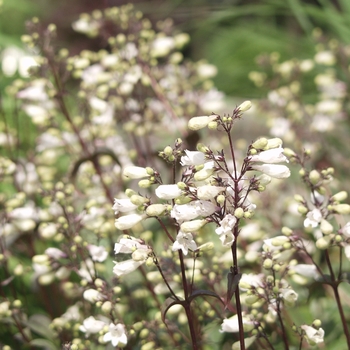 Penstemon digitalis 'Husker Red' 