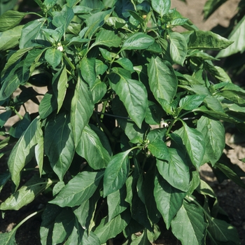 Capsicum annuum 'Fat 'n Sassy'