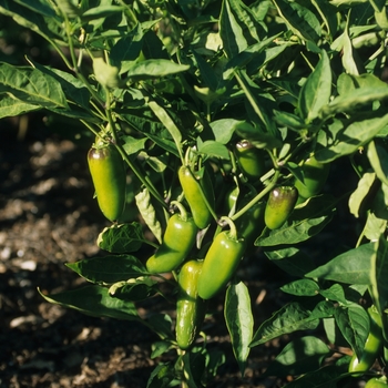 Capsicum annuum 'Japapeno Lite Garden Leader'