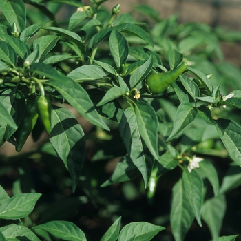 Capsicum annuum 'Giant Thai'