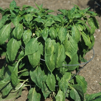 Capsicum annuum 'Karma'