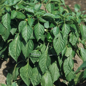 Capsicum annuum 'Mandarin'