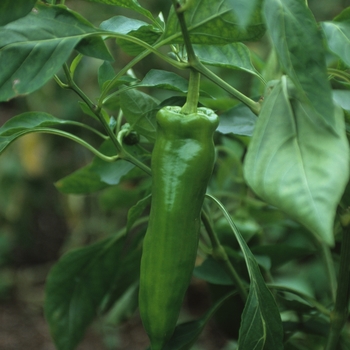 Capsicum annuum 'Giant Marconi'