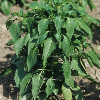 Capsicum annuum 'Park's Improved Whopper'