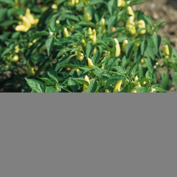 Capsicum annuum 'Sweet Pickle'