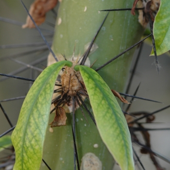 Pereskia corrugata