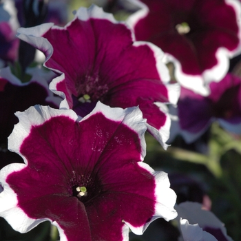 Petunia 'Fortunia® Burgundy Picotee' 