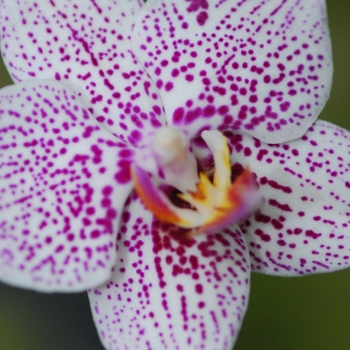 Phalaenopsis Ever-Spring King g. 'Lee' 