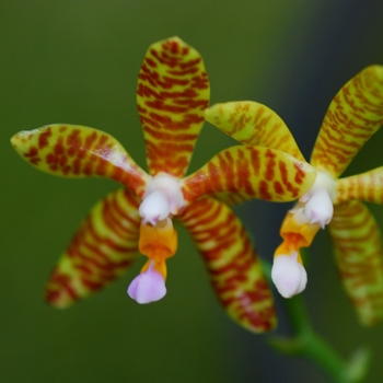 Phalaenopsis fasciata '' (034870)