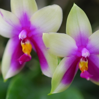 Phalaenopsis violacea
