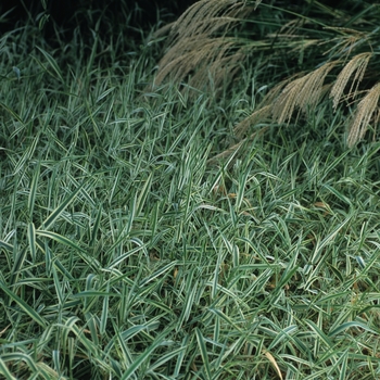 Phalaris arundinacea 'Picta' (034875)