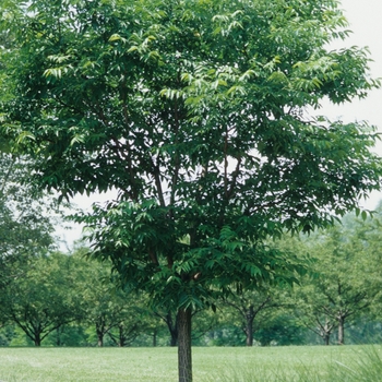 Phellodendron amurense 'Macho' 