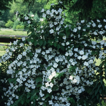 Philadelphus lewisii 'Snow Velvet' 