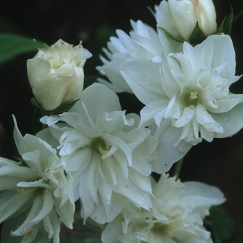 Philadelphus x virginalis 'Minnesota Snowflake' 