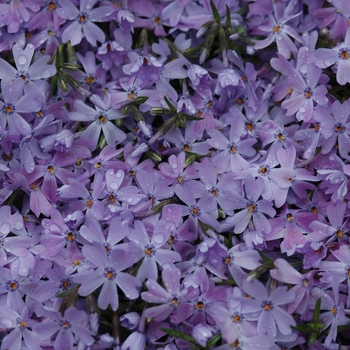 Phlox subulata 'Emerald Blue' 