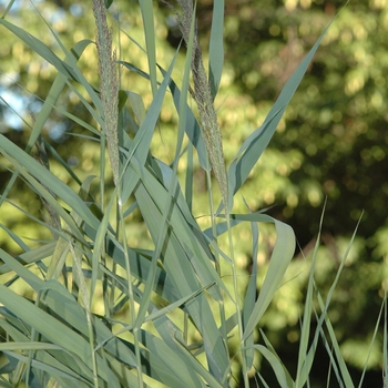 Phragmites australis 