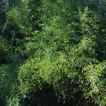 Phyllostachys aureosulcata 
