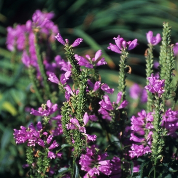 Physostegia virginiana 'Pink Bouquet' 