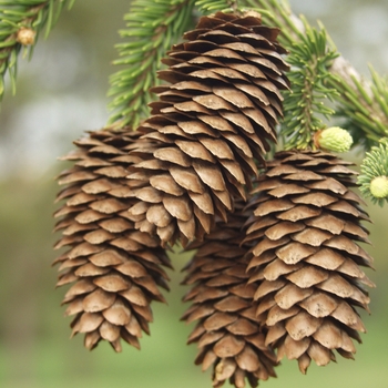 Picea abies 'Acrocona'