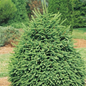 Picea abies 'Clanbrassiliana Stricta'