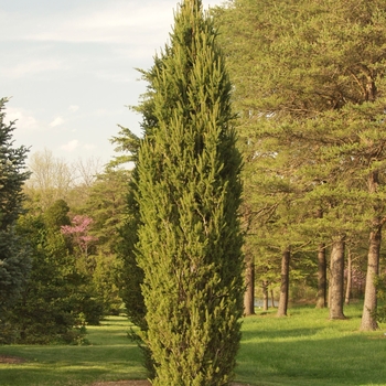 Picea abies 'Cupressina'