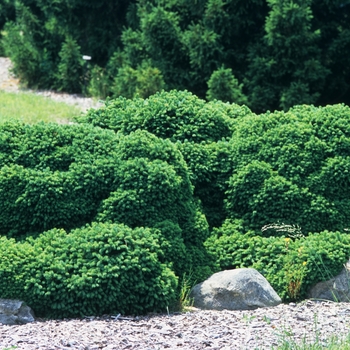 Picea abies 'Gregoryana'