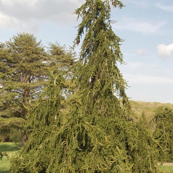 Picea abies 'Inversa'