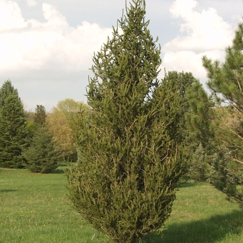 Picea abies f. columnaris 'Koppen' 