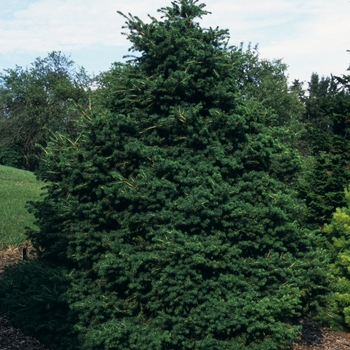 Picea abies 'Maxwellii' 