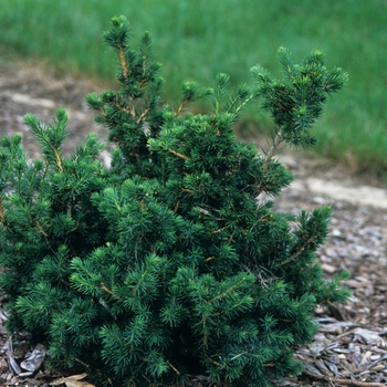 Picea abies 'Merkii' 