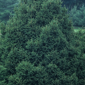 Picea abies 'Mucronata'