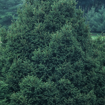 Picea abies 'Mucronata' 