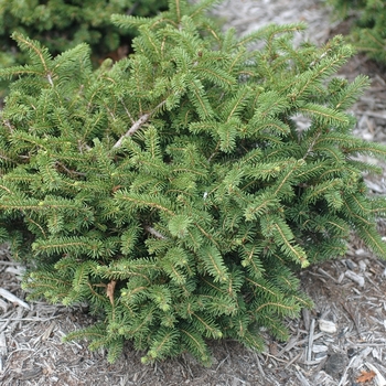 Picea abies 'Nidiformis'